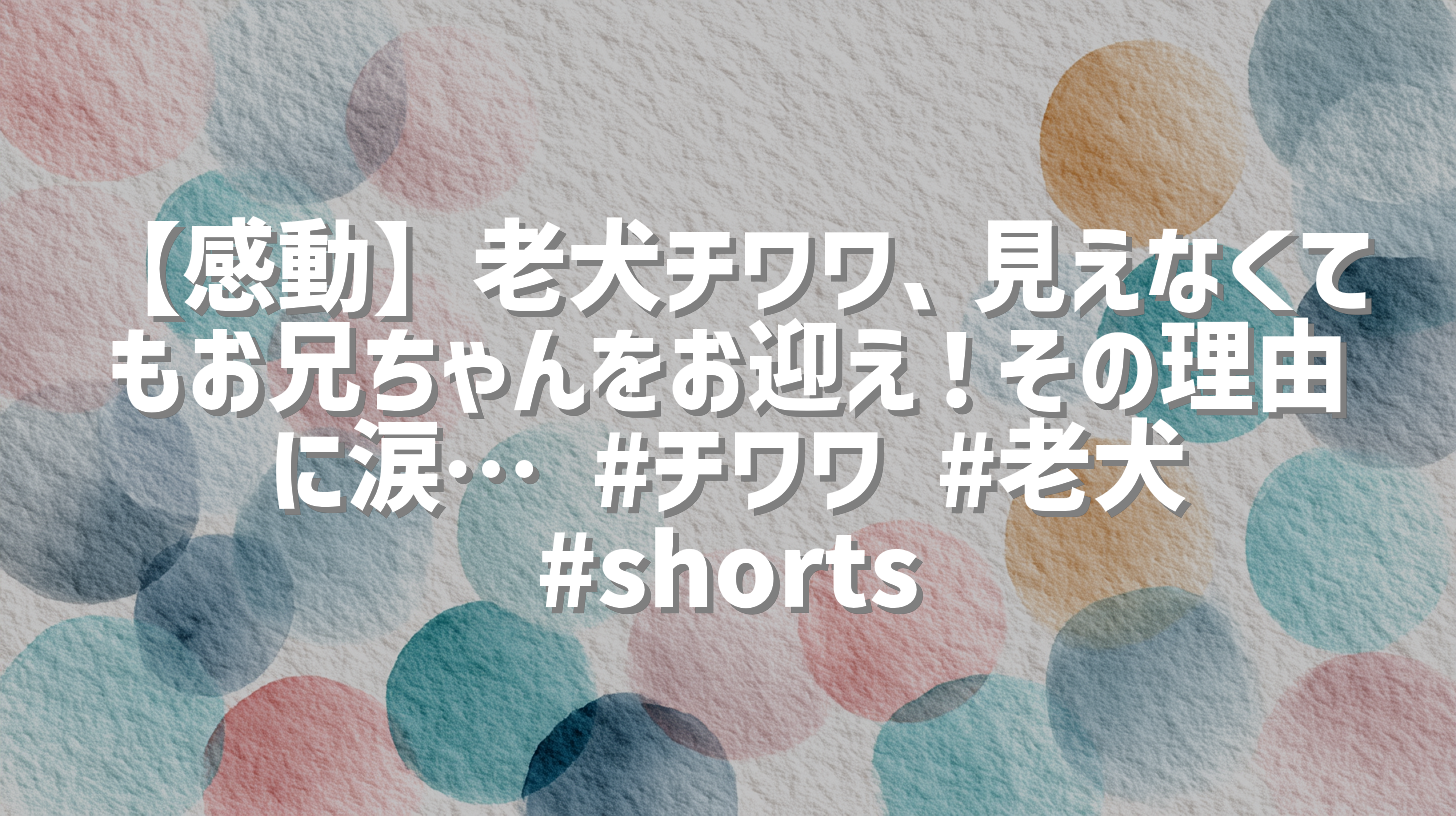 【感動】老犬チワワ、見えなくてもお兄ちゃんをお迎え！その理由に涙… #チワワ #老犬 #shorts